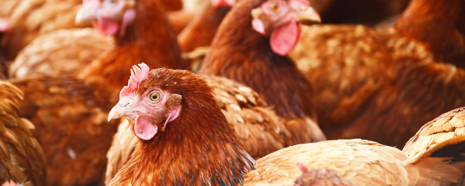 Laying Hen Housing for Health and Welfare Grant Round 1 Laying Hen Housing for Health and Welfare Grant Round 1